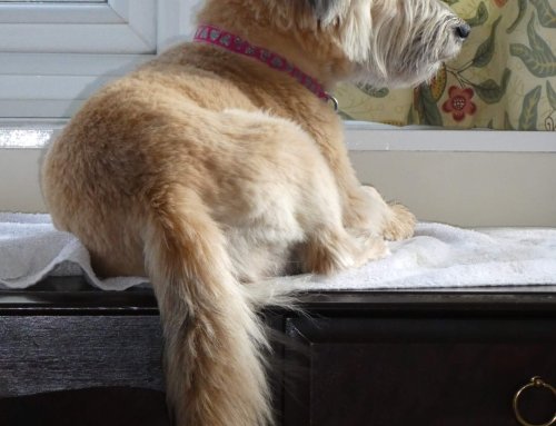 What Dogs Can Teach Us About Presence, Love, and Identity Awakening