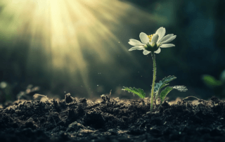 green agenda